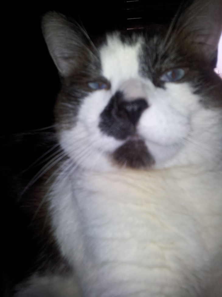 Am I cute and faaat?