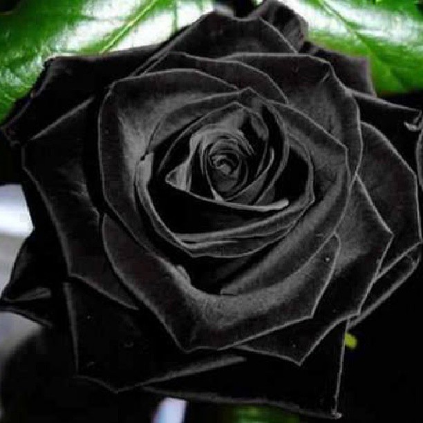 1146501_10151669273617762_1189204415_n