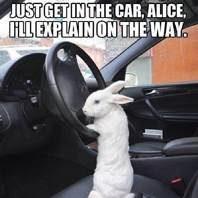 just get in the car Alice I will explain on the way