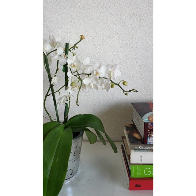 orchid white