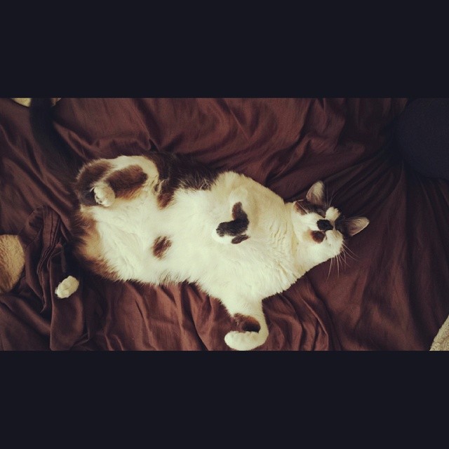 cats of instagram vodo